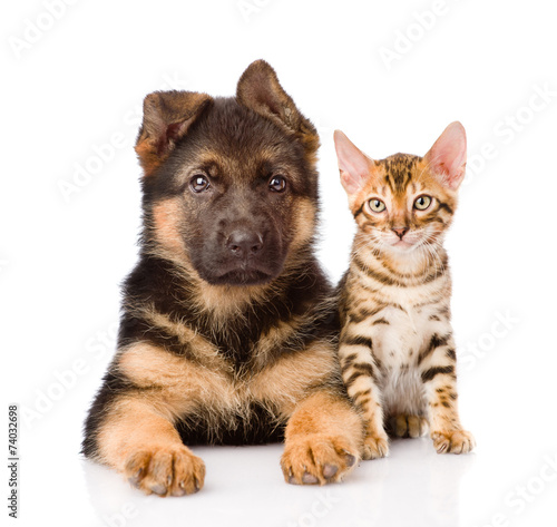 little bengal cat and german shepherd puppy dog lying together.