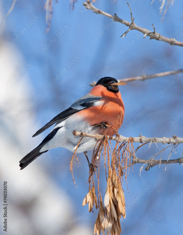 Bullfinch on branch of maple Bullfinch on branch of maple