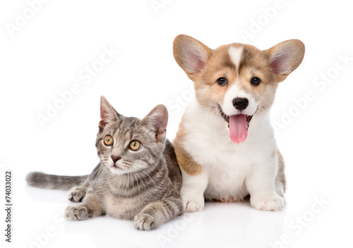 Fototapeta Naklejka Na Ścianę i Meble -  Pembroke Welsh Corgi puppy lying with cat together and looking a