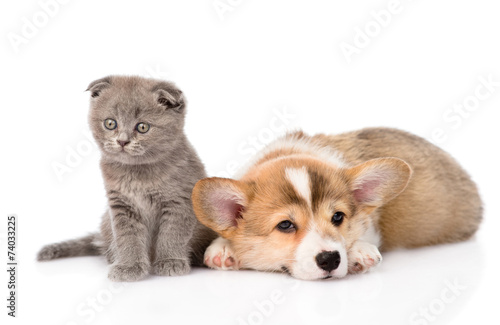 sad cat and dog together. isolated on white background