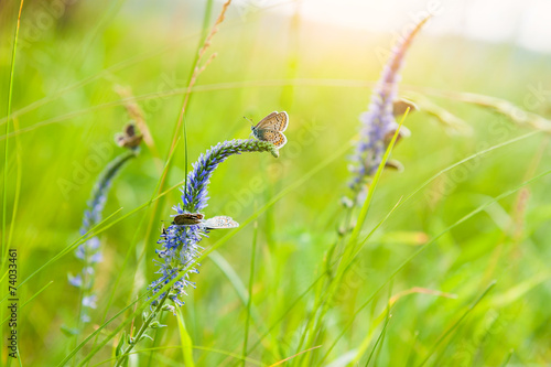 Green grass in the meadow and butterflies © smallredgirl