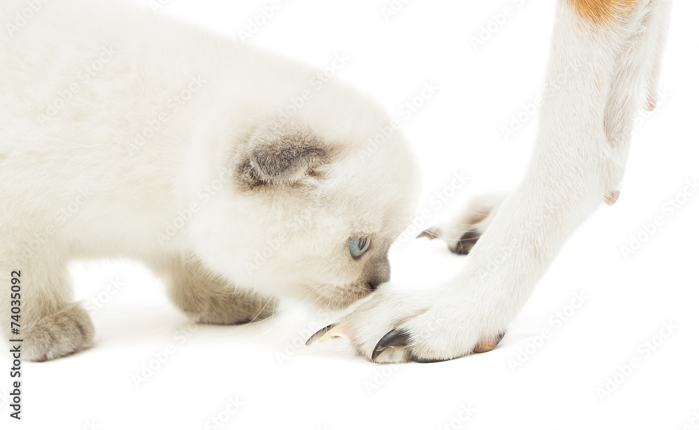 kitten meets a dog on a white background isolated kitten meets a dog on a white background isolated