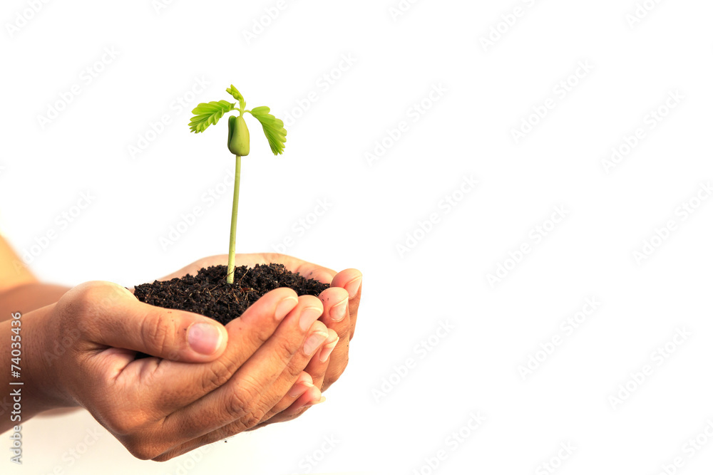 Hand holding young plant with soil isolated on white background Hand holding young plant with soil isolated on white background