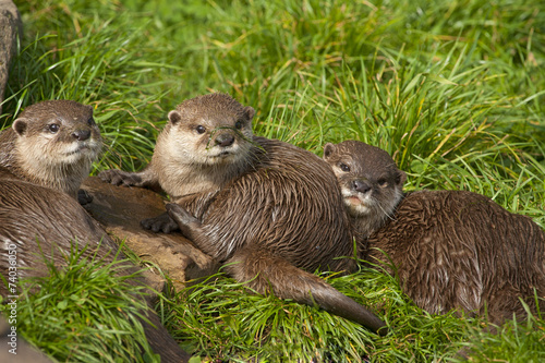 Drie jonge kleinklauwotters op een rij. photo