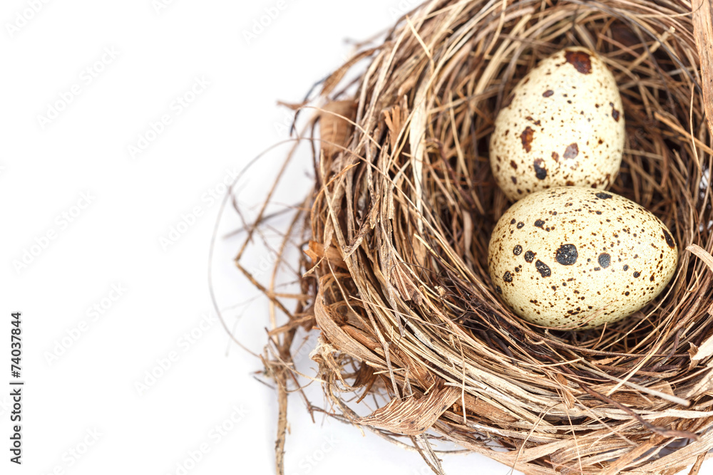 Obraz premium Quail eggs in the nest isolated on white background