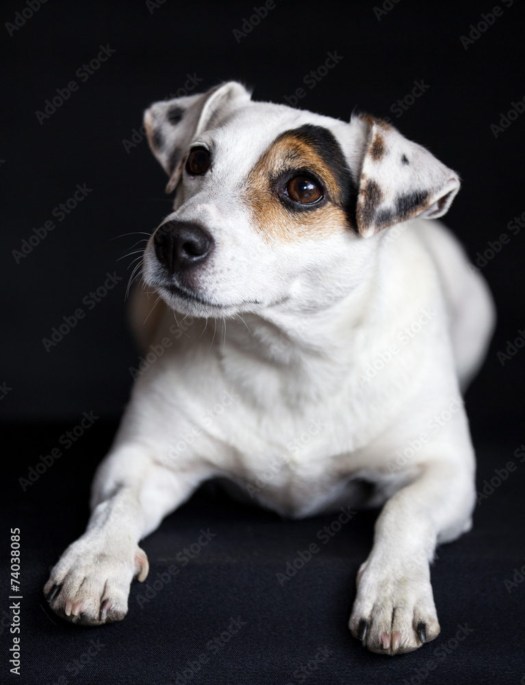 Jack Russel Terrier