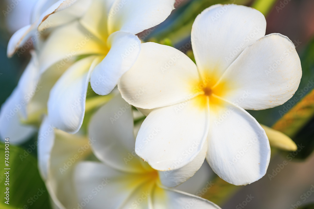 Close up white frangipani flower