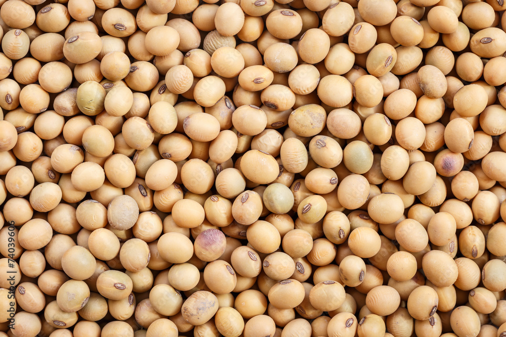 Close up soybean for background Close up soybean for background