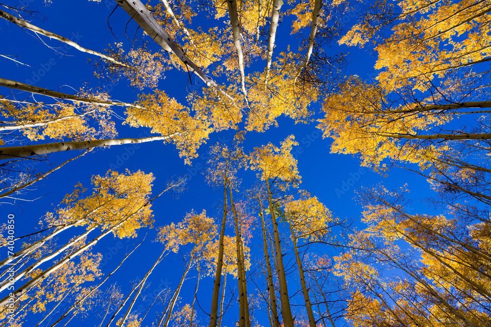 Obraz premium Aspen Forest in New Mexico