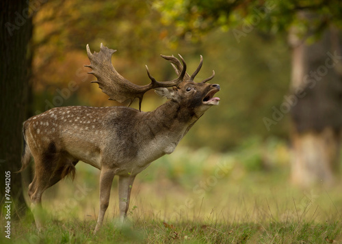 Male fallow deer (Dama dama) during rut in autumn photo