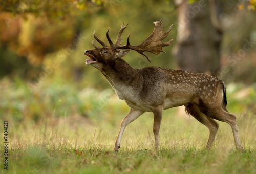 Male fallow deer (Dama dama) during rut in autumn,