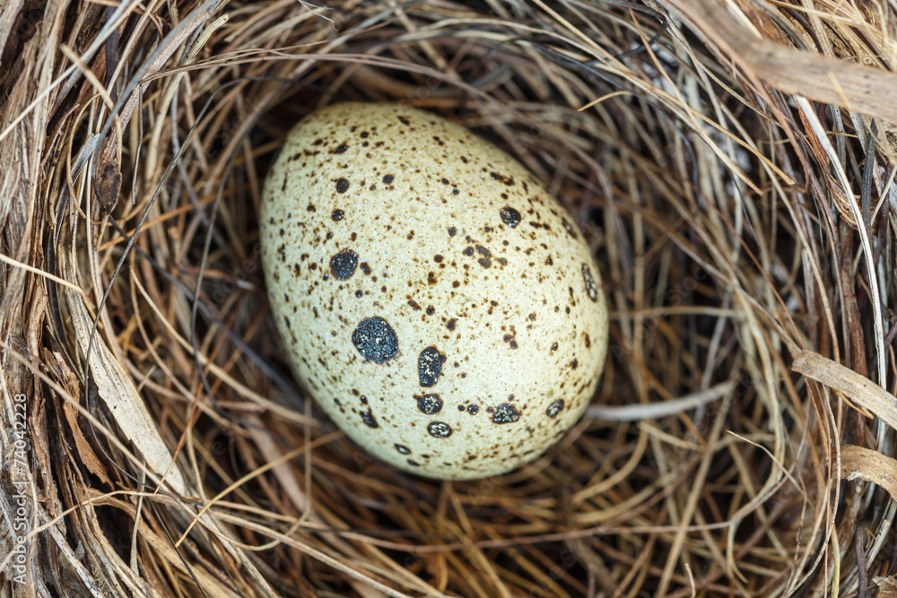 Quail eggs in the nest