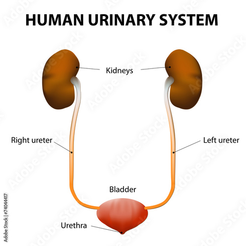 Human urinary system