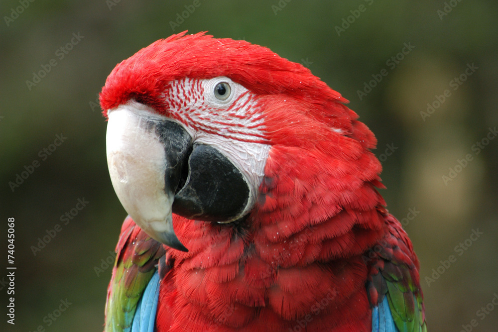 Green-winged macaw (Ara chloropterus).