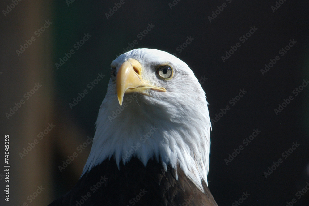 Obraz premium Bald eagle (Haliaeetus leucocephalus).