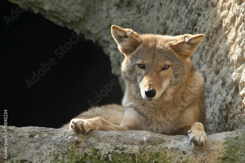 Coyote  Canis latrans ..