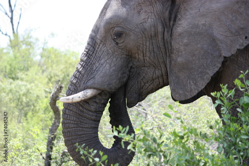 Fressender Elefant im Kr  gernationalpark