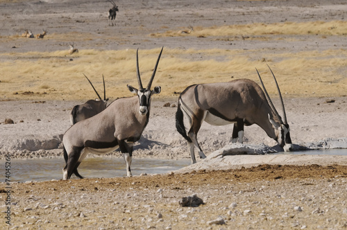 Oryxantilope am Wasserloch, Etoscha, Namibia, Afrika