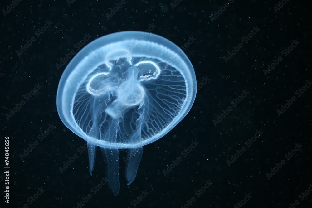 Naklejka premium Moon jellyfish (Aurelia aurita) in an aquarium. .