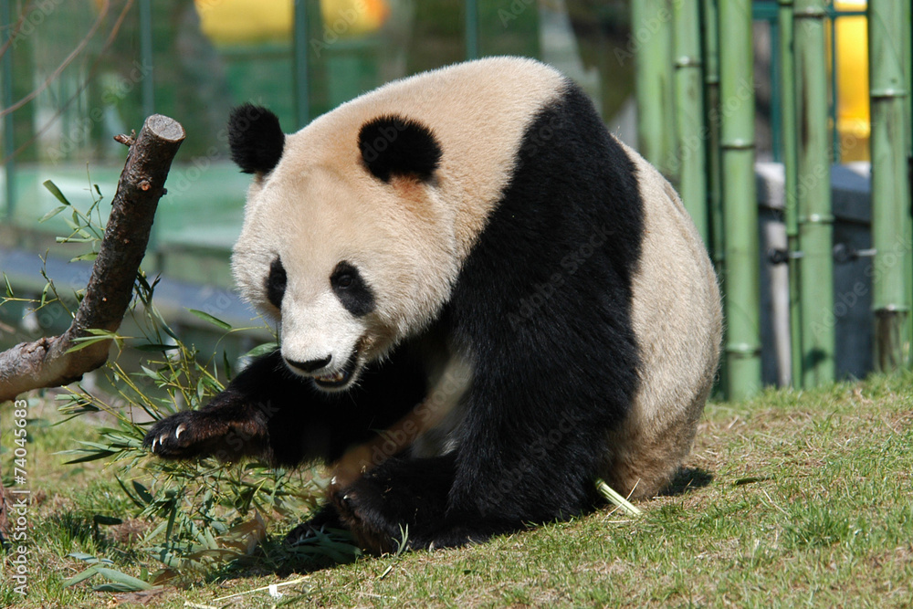 Giant panda (Ailuropoda melanoleuca). Giant panda (Ailuropoda melanoleuca).