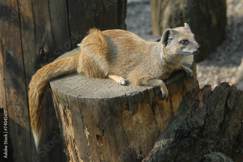 Yellow mongoose (Cynictis penicillata)..