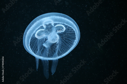 Moon jellyfish (Aurelia aurita) in an aquarium. .