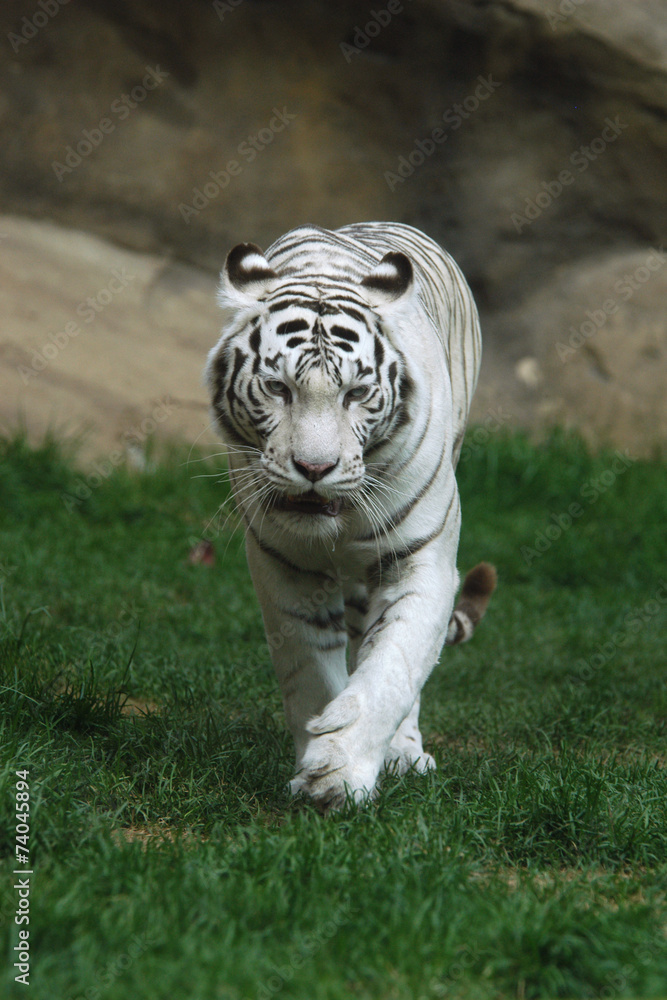 Obraz premium White tiger (Panthera tigris tigris)..