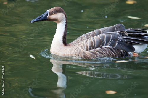 Anser cygnoides, Cygnopsis cygnoides, Swan.. photo