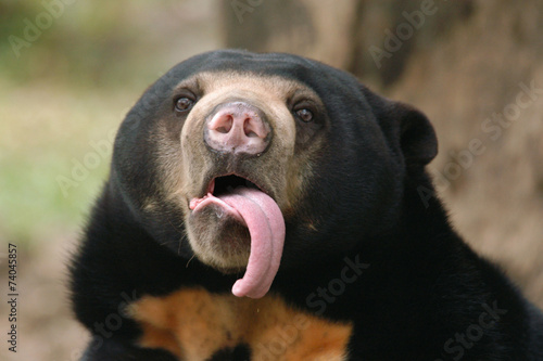Malayan sun bear (Helarctos malayanus) showing its long tongue. photo