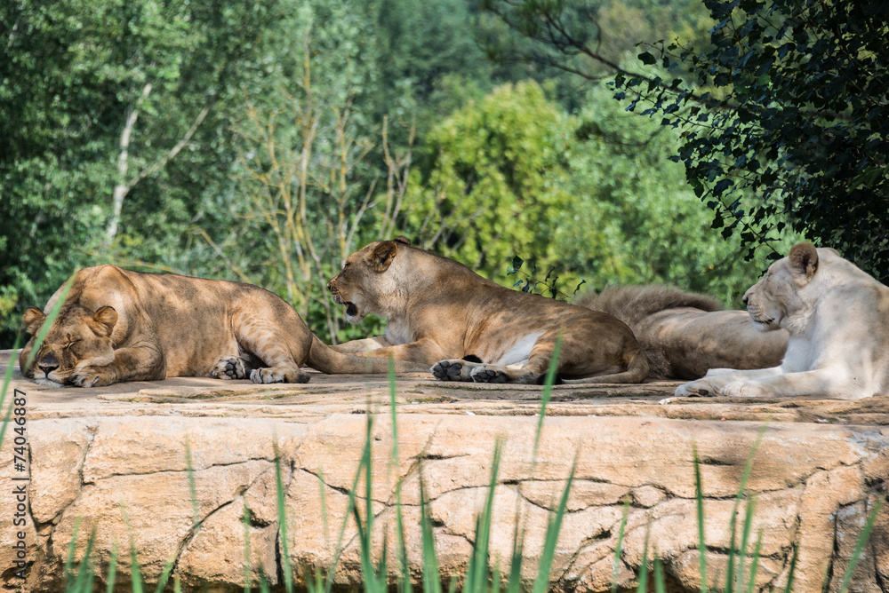Naklejka premium Group of lions resting on a rock, in the shade of the vegetation