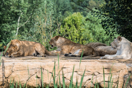 Group of lions resting on a rock  in the shade of the vegetation