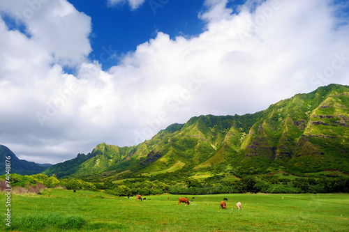 Cliffs and cows of Kualoa Ranch, Oahu photo