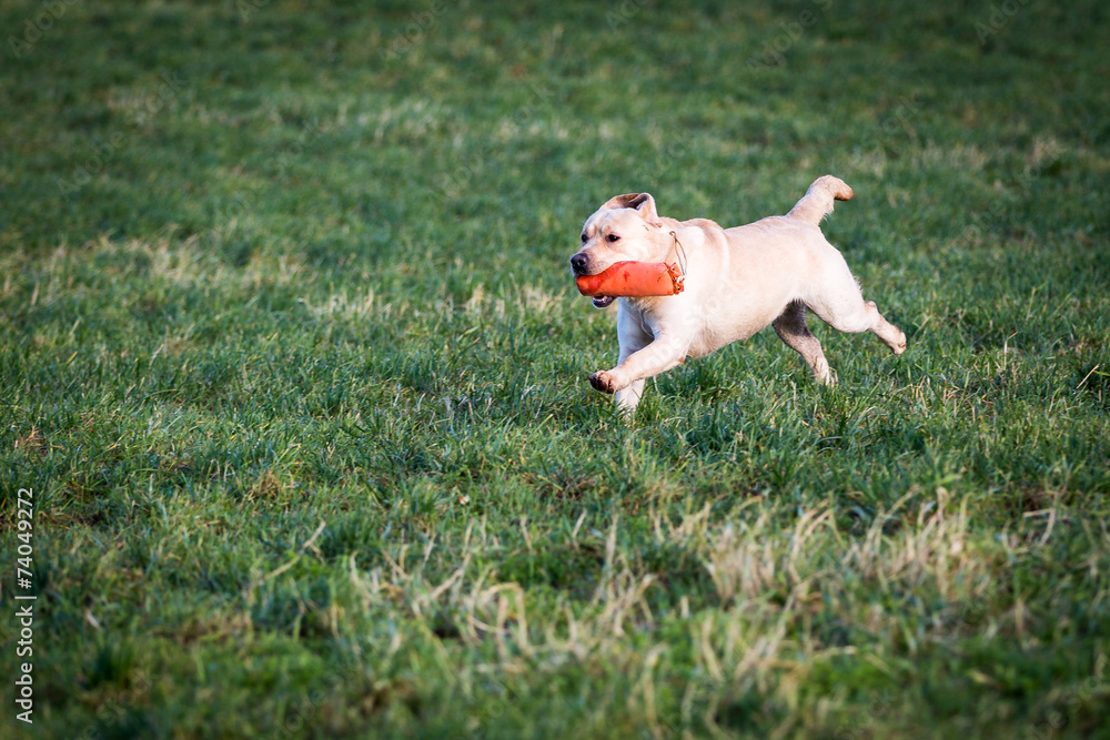 Labrador Retriever Labrador Retriever