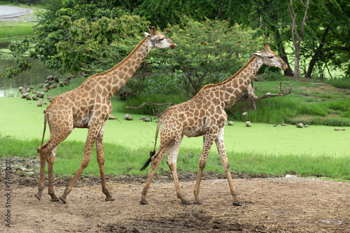 giraffes