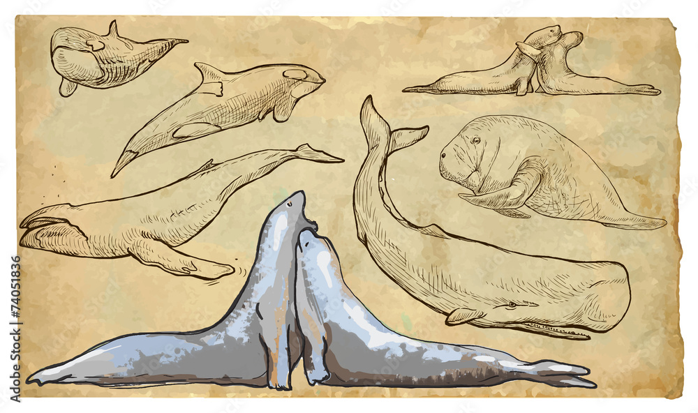 Obraz premium Animals, theme: SEA MAMMALS - hand drawn vector pack