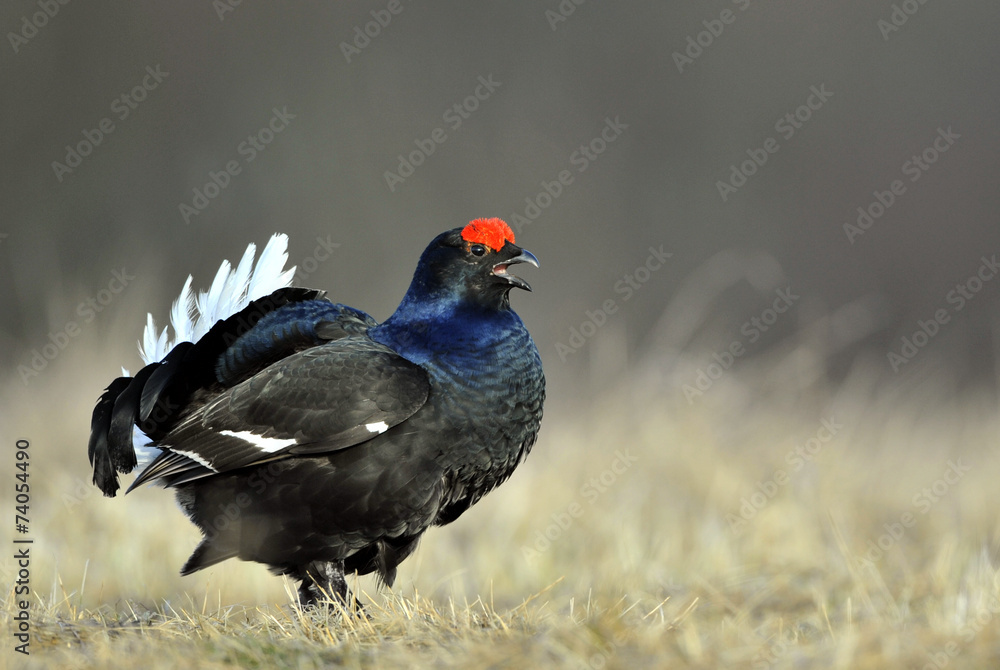 Portrait of a Gorgeous lekking black grouse (Tetrao tetrix). Portrait of a Gorgeous lekking black grouse (Tetrao tetrix).