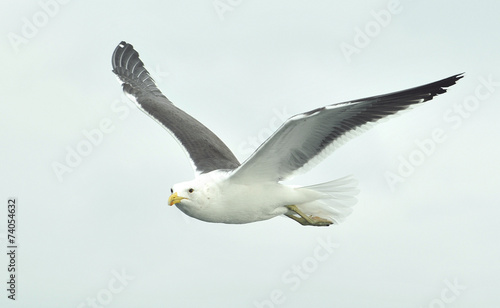 flying seagull