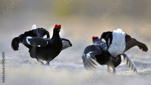 Fotografiet Fighting lekking black grouses (Tetrao tetrix)