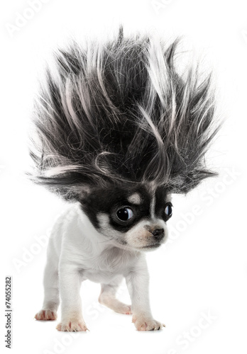 Stampa su tela Chihuahua puppy small dog with crazy troll hair