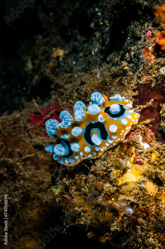 Dorid nudibranch in Banda, Indonesia underwater