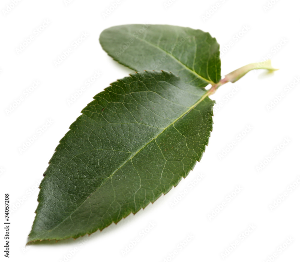 Obraz premium Rose leafs isolated on white