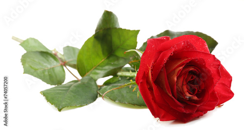 Beautiful red rose isolated on white © Africa Studio
