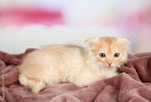 Cute little Scottish fold kitten on plaid