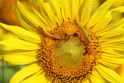 caterpilla on sunflower pollen