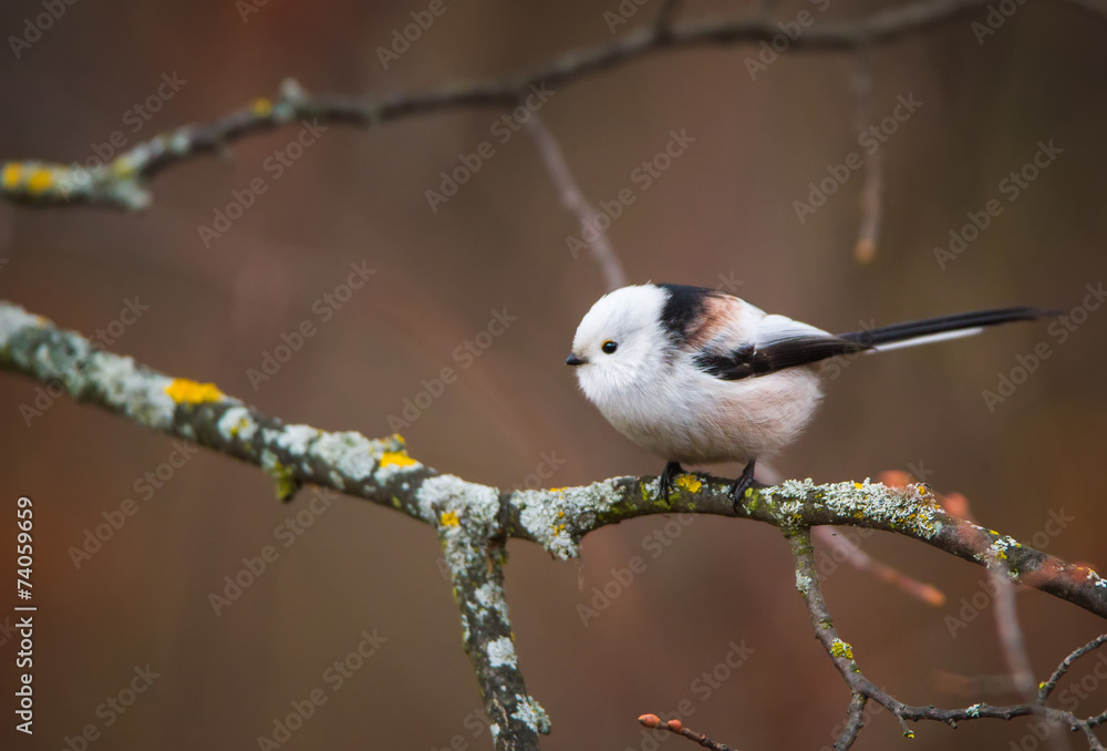 Fototapeta premium Long-tailed tit
