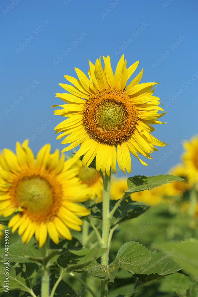 sunflower in field