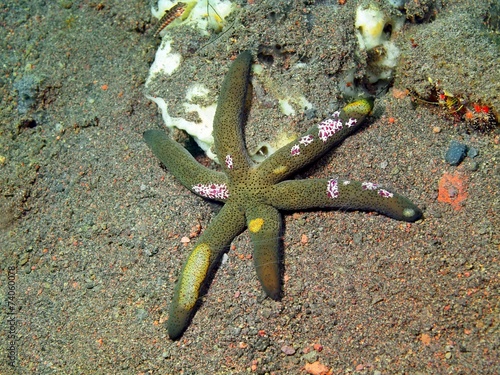 Starfish, Island Bali, Tulamben photo