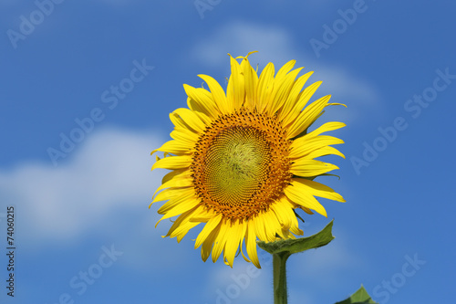 sunflower with the blue sky