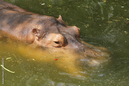 close up hippopotamus
