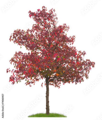 Junge Zierplatane mit roten Blättern und Früchten im Herbst